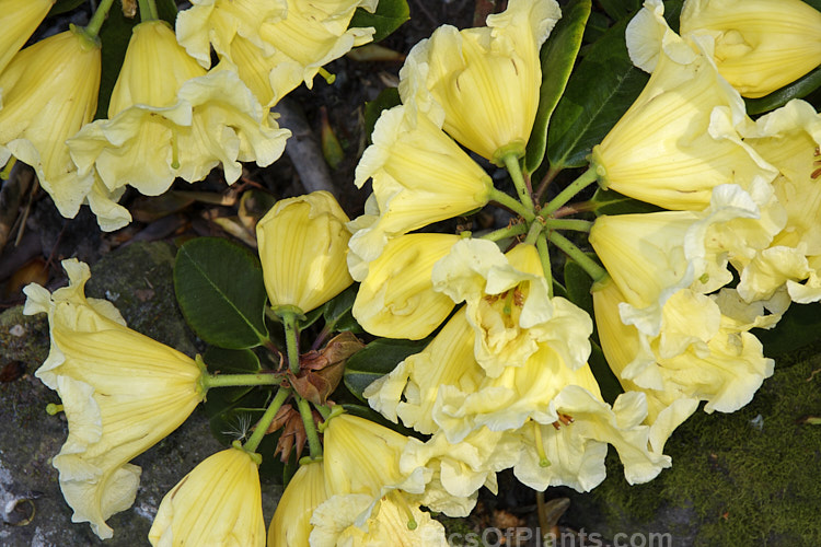 <i>Rhododendron</i> 'Beautiful Day' ('Hotei' x 'Crest'), raised by Whitney of the United States and introduced in 1975 by Sather, this 1.5m tall shrub has large pinkish-orange-tinted flowers that open from darker buds. The foliage is thick, lush and often bronze-tinted when young. Order: Ericales, Family: Ericaceae
