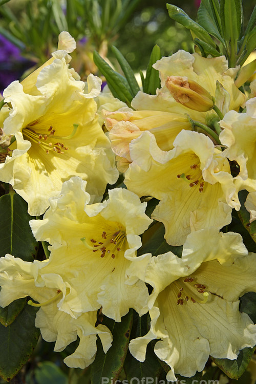 <i>Rhododendron</i> 'Beautiful Day' ('Hotei' x 'Crest'), raised by Whitney of the United States and introduced in 1975 by Sather, this 1.5m tall shrub has large pinkish-orange-tinted flowers that open from darker buds. The foliage is thick, lush and often bronze-tinted when young. Order: Ericales, Family: Ericaceae