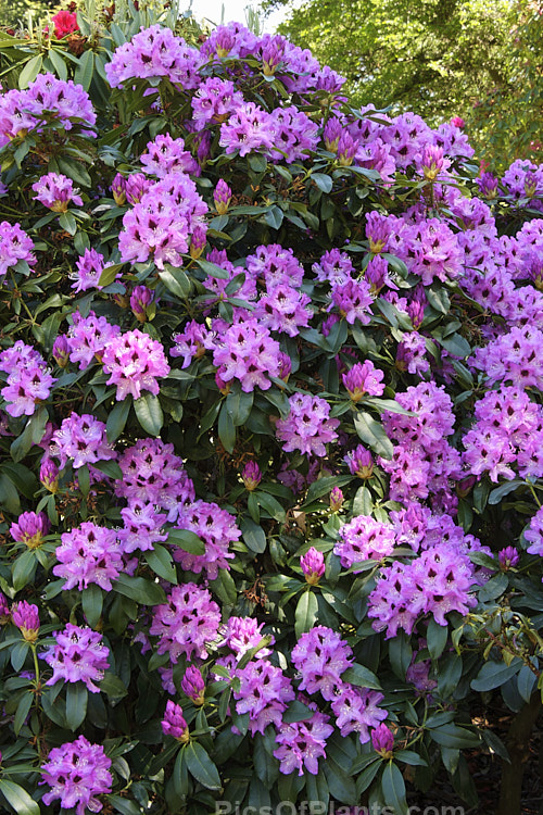 <i>Rhododendron</i> 'Blue Rhapsody' ('A. Bedford' x 'Purple Splendour'), raised by Whitney of the United States and introduced in 1976 by Sather, this is a large, vigorous, late-flowering bush in the style of 'Purple Splendour', with similar dark-blotched flowers that are notable for their contrasting white stamens. Order: Ericales, Family: Ericaceae