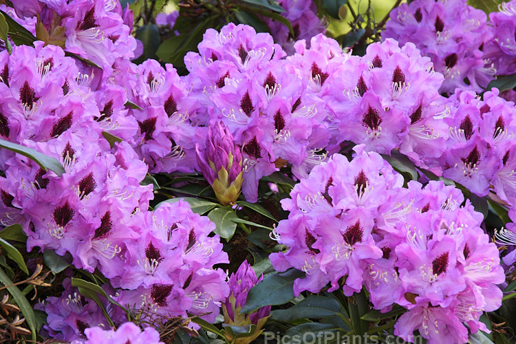 <i>Rhododendron</i> 'Blue Rhapsody' ('A. Bedford' x 'Purple Splendour'), raised by Whitney of the United States and introduced in 1976 by Sather, this is a large, vigorous, late-flowering bush in the style of 'Purple Splendour', with similar dark-blotched flowers that are notable for their contrasting white stamens. Order: Ericales, Family: Ericaceae