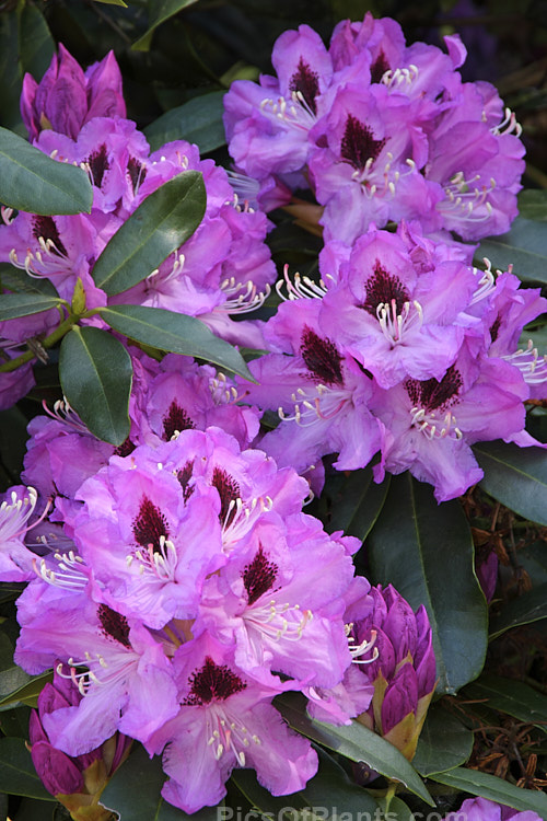<i>Rhododendron</i> 'Blue Rhapsody' ('A. Bedford' x 'Purple Splendour'), raised by Whitney of the United States and introduced in 1976 by Sather, this is a large, vigorous, late-flowering bush in the style of 'Purple Splendour', with similar dark-blotched flowers that are notable for their contrasting white stamens. Order: Ericales, Family: Ericaceae