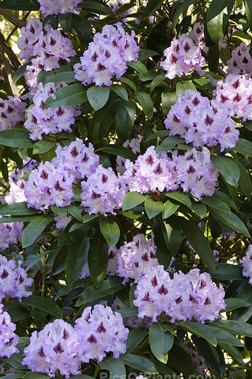<i>Rhododendron</i> 'Blue Peter' (probably a Rhododendron ponticum hybrid</i>), a very tough and adaptable 1.5-2m shrub raised by Waterer of England before 1933. Order: Ericales, Family: Ericaceae
