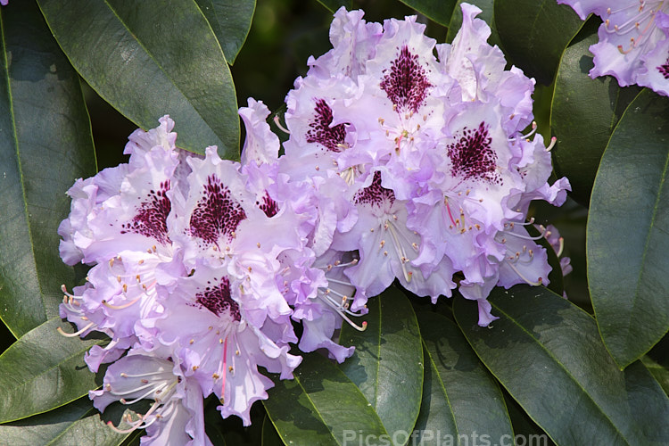 <i>Rhododendron</i> 'Blue Peter' (probably a Rhododendron ponticum hybrid</i>), a very tough and adaptable 1.5-2m shrub raised by Waterer of England before 1933. Order: Ericales, Family: Ericaceae