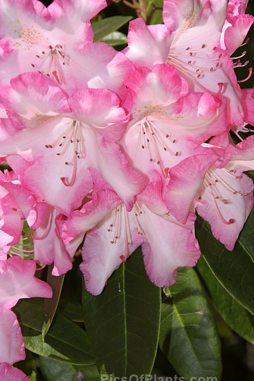 <i>Rhododendron</i> 'Rainbow' (unnamed hybrid x <i>Rhododendron griffithianum</i>), a tough, colourful, 3-4m tall hybrid raised by the British breeder Slocock around 1928. Order: Ericales, Family: Ericaceae