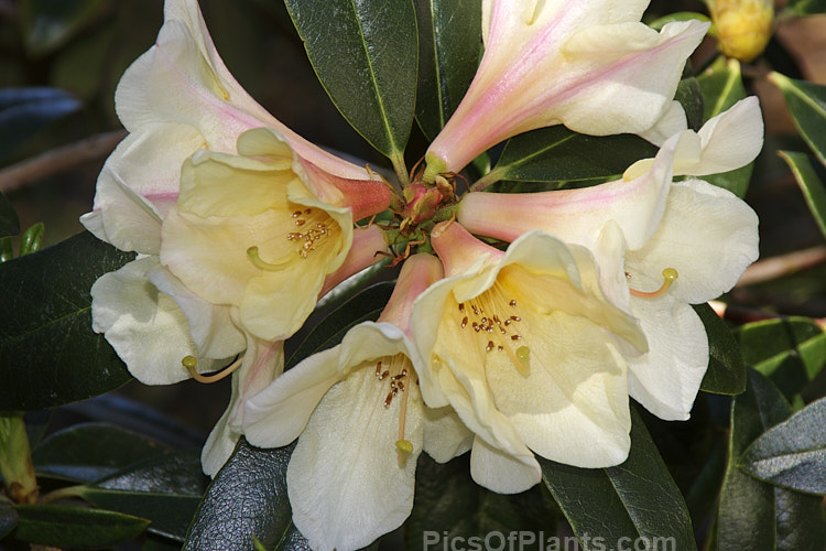 <i>Rhododendron maddenii</i> subsp. <i>maddenii</i> (syn. <i>Rhododendron polyandrum</i>), a Himalayan subspecies of a fragrant flowered, 2m tall, evergreen shrub found from northern India through southern China and Burma to Vietnam. Order: Ericales, Family: Ericaceae