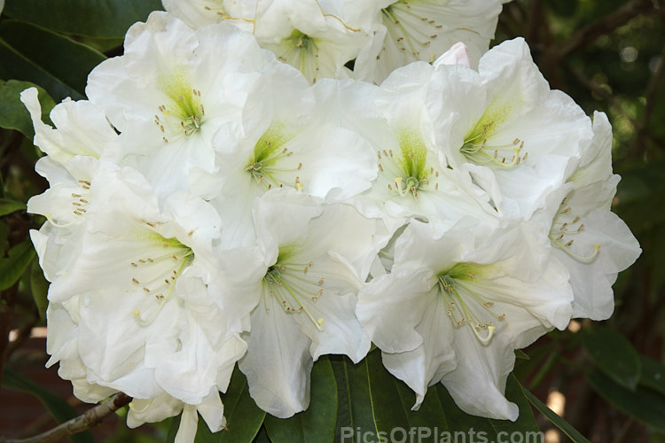 <i>Rhododendron</i> 'Mrs A.T. de la Mare' ('Sir Charles Butler' x 'White Pearl'), a 3-5m tall shrub raised by the Dutch breeder van Nes. Its large trusses of white to pale pink flowers open from pink buds. Order: Ericales, Family: Ericaceae