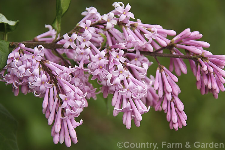 Syringa tomentella 'Superba', a heavy-flowering, darker coloured cultivar of a late spring- to summer-blooming, 3m tall, deciduous lilac native to western China. The flowers are sweetly scented. Order: Lamiales, Family: Oleaceae