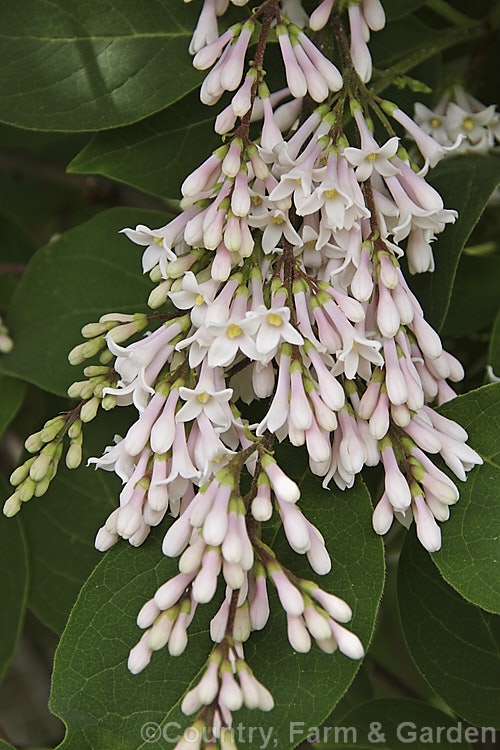 Syringa tomentella, a late spring- to summer-blooming, 3m tall, deciduous lilac native to western China. The flowers are sweetly scented. Order: Lamiales, Family: Oleaceae