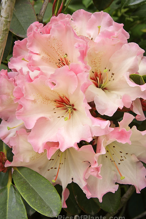 <i>Rhododendron</i> 'Lem's Cameo' ('Dido' x 'Anna'), a very beautiful and influential hybrid introduced in 1962 by Halfdan Lem of the United States. It is a compact, heavy flowering, lushly foliaged bush that set the standard for modern rhododendrons. Order: Ericales, Family: Ericaceae
