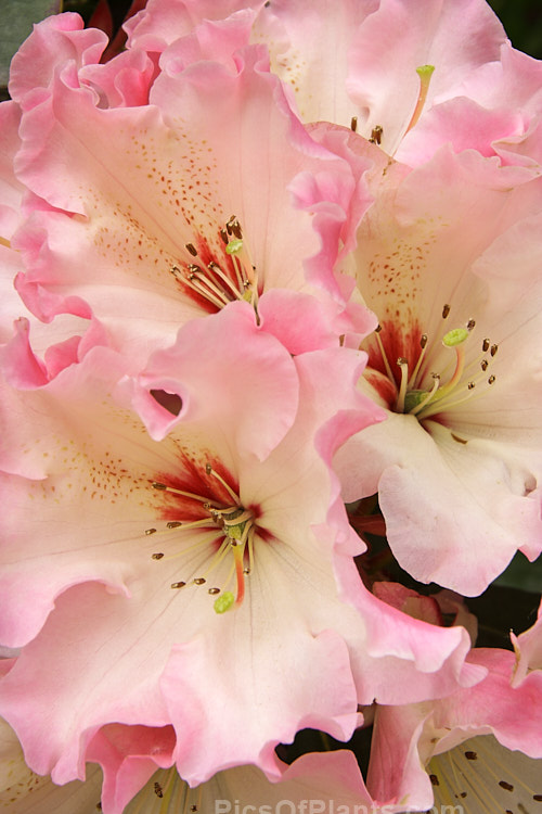<i>Rhododendron</i> 'Lem's Cameo' ('Dido' x 'Anna'), a very beautiful and influential hybrid introduced in 1962 by Halfdan Lem of the United States. It is a compact, heavy flowering, lushly foliaged bush that set the standard for modern rhododendrons. Order: Ericales, Family: Ericaceae