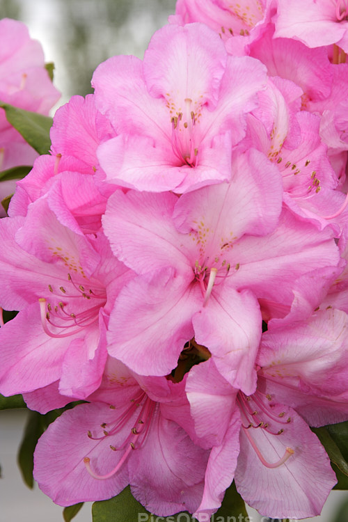 <i>Rhododendron</i> 'Alice' (<i>Rhododendron griffithianum</i> hybrid</i>), a vigorous, easily grown 1.8–3m tall shrub raised by Waterer of England before 1910. It flowers heavily and will become tree-like with age. Order: Ericales, Family: Ericaceae