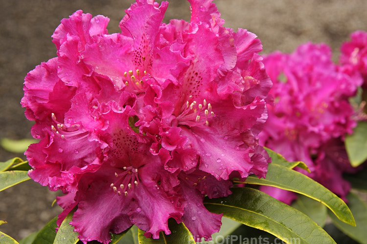 <i>Rhododendron</i> 'Purple Lace' ('Britannia' x 'Purple Splendour'), a Dutch-raised hybrid that is probably quite old, but which was not registered until 1969. It grows to around 3m tall Order: Ericales, Family: Ericaceae