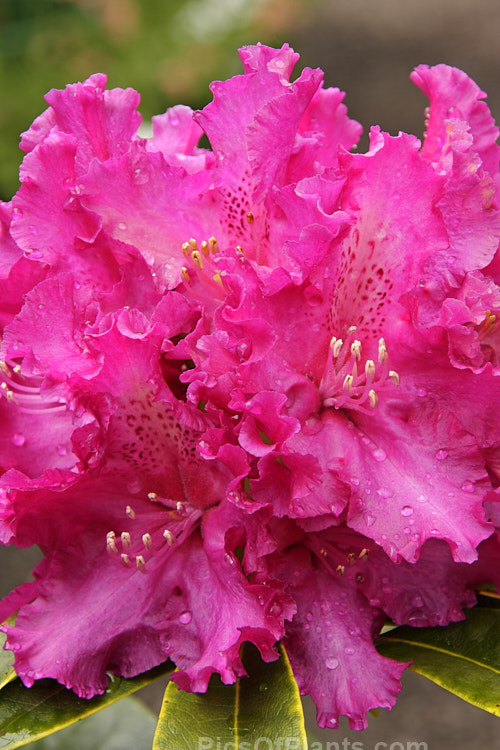 <i>Rhododendron</i> 'Purple Lace' ('Britannia' x 'Purple Splendour'), a Dutch-raised hybrid that is probably quite old, but which was not registered until 1969. It grows to around 3m tall Order: Ericales, Family: Ericaceae