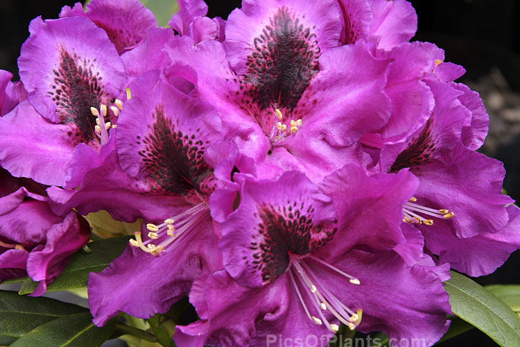 Rhododendron 'Purple Splendour' (<i>Rhododendron ponticum</i> x unknown</i>), although dating from before 1900, this 3-4m tall bush raised by Waterer of England still sets the standard for purple-flowered rhododendrons. The deep flower colour is complimented by the lush, dark foliage. Order: Ericales, Family: Ericaceae