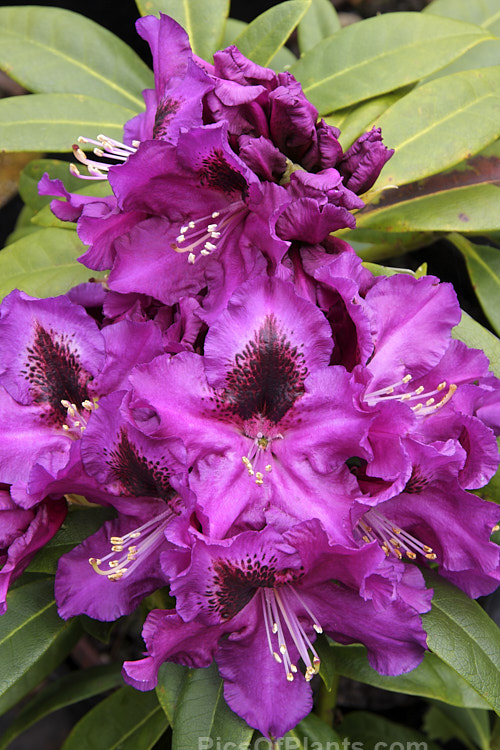 Rhododendron 'Purple Splendour' (<i>Rhododendron ponticum</i> x unknown</i>), although dating from before 1900, this 3-4m tall bush raised by Waterer of England still sets the standard for purple-flowered rhododendrons. The deep flower colour is complimented by the lush, dark foliage. Order: Ericales, Family: Ericaceae