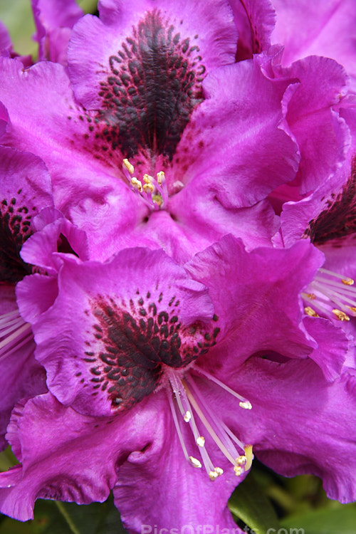 Rhododendron 'Purple Splendour' (<i>Rhododendron ponticum</i> x unknown</i>), although dating from before 1900, this 3-4m tall bush raised by Waterer of England still sets the standard for purple-flowered rhododendrons. The deep flower colour is complimented by the lush, dark foliage. Order: Ericales, Family: Ericaceae