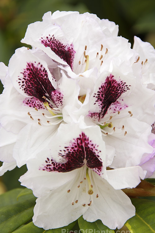<i>Rhododendron</i> 'Sappho' (parentage unknown</i>), a dark-leaved, vigorous 2-3.5m tall shrub with strikingly contrasting flower colours. It is an old hybrid that dates from before 1847. Order: Ericales, Family: Ericaceae
