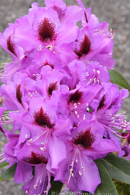 <i>Rhododendron</i> 'Blue Boy' ('Blue Ensign' x 'Purple Splendour'), a medium-sized, mid- to late spring-flowering shrub introduced by Watson of the United States in 1981. Order: Ericales, Family: Ericaceae