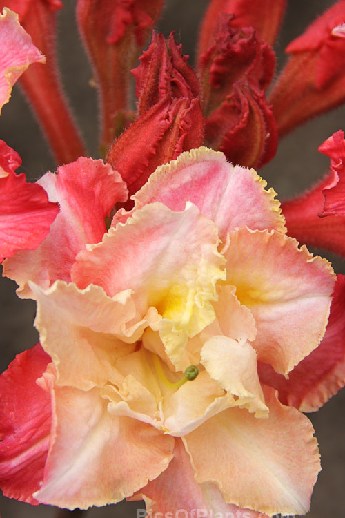 <i>Rhododendron</i> (deciduous azalea</i>) 'Caroline de Rothschild', a double-flowered hybrid introduced by Rothschild of Exbury, England. It grows to around 2m tall and develops good autumn foliage colour. Order: Ericales, Family: Ericaceae