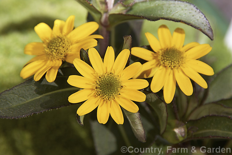 Sanvitalia 'Superbini', a short-lived perennial that flowers for much of the year. Commonly known as Creeping Zinnia, it develops into a small mounding bush about 25cm high x 40cm wide. sanvitalia-3278htm'>Sanvitalia.
