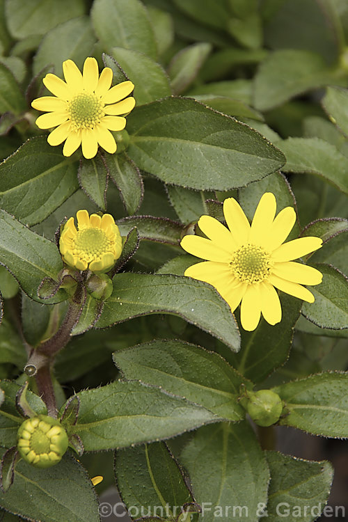Sanvitalia 'Superbini', a short-lived perennial that flowers for much of the year. Commonly known as Creeping Zinnia, it develops into a small mounding bush about 25cm high x 40cm wide. sanvitalia-3278htm'>Sanvitalia.