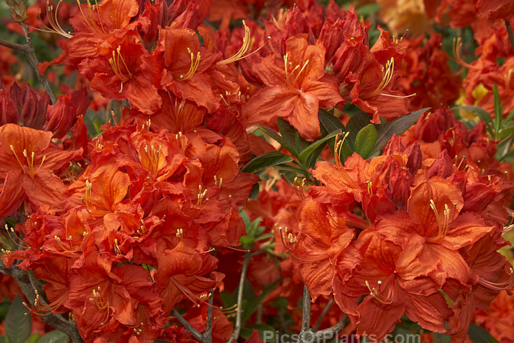 <i>Rhododendron</i> (deciduous azalea</i>) 'Forest Fire', a hybrid of uncertain origin - probably New Zealand-raised Not to be confused with the evergreen azalea of the same name. Order: Ericales, Family: Ericaceae