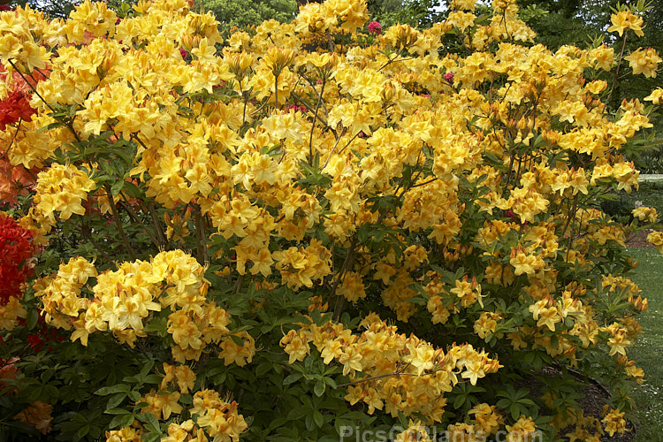 <i>Rhododendron</i> (deciduous azalea</i>) 'Sun Chariot', a Rothschild-raised Knap Hill hybrid sold to Waterers and introduced by them. Order: Ericales, Family: Ericaceae