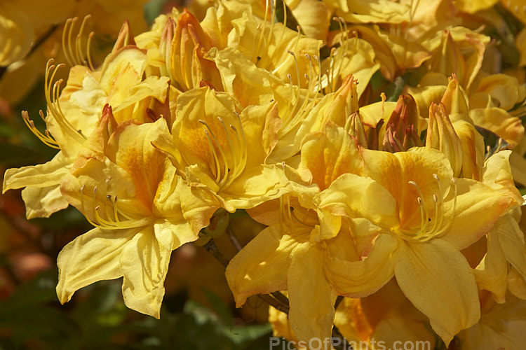 <i>Rhododendron</i> (deciduous azalea</i>) 'Sun Chariot', a Rothschild-raised Knap Hill hybrid sold to Waterers and introduced by them. Order: Ericales, Family: Ericaceae