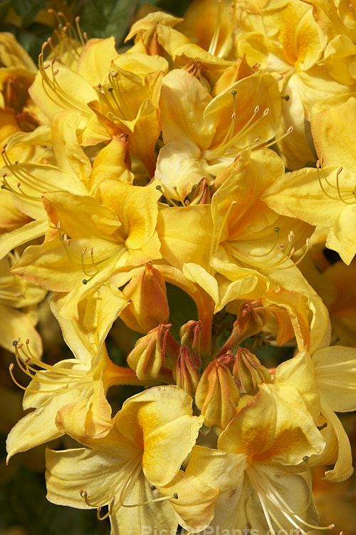 <i>Rhododendron</i> (deciduous azalea</i>) 'Sun Chariot', a Rothschild-raised Knap Hill hybrid sold to Waterers and introduced by them. Order: Ericales, Family: Ericaceae