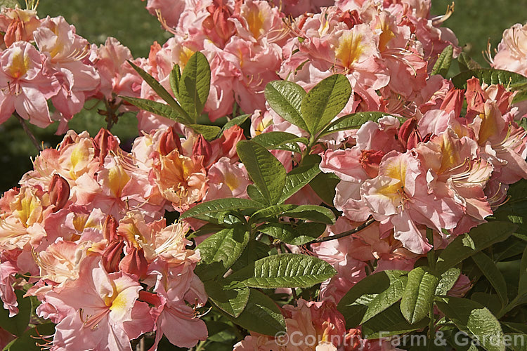 Rhododendron (deciduous azalea</i>) 'Kathleen', this hybrid with large pink and orange flowers is the form commonly sold in New Zealand It does not really match the description of the original. Knap. Hill azalea