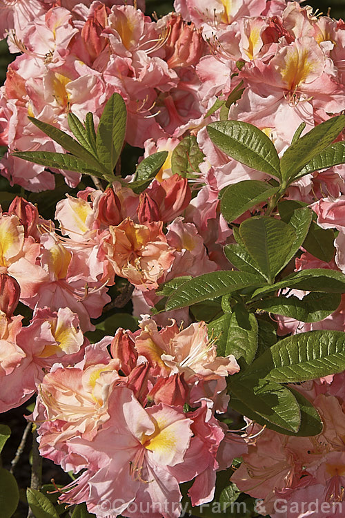 Rhododendron (deciduous azalea</i>) 'Kathleen', this hybrid with large pink and orange flowers is the form commonly sold in New Zealand It does not really match the description of the original. Knap. Hill azalea
