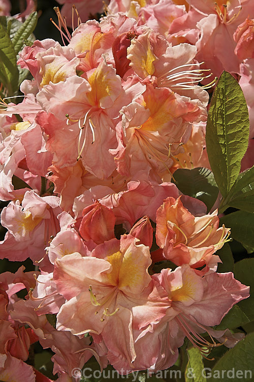 Rhododendron (deciduous azalea</i>) 'Kathleen', this hybrid with large pink and orange flowers is the form commonly sold in New Zealand It does not really match the description of the original. Knap. Hill azalea