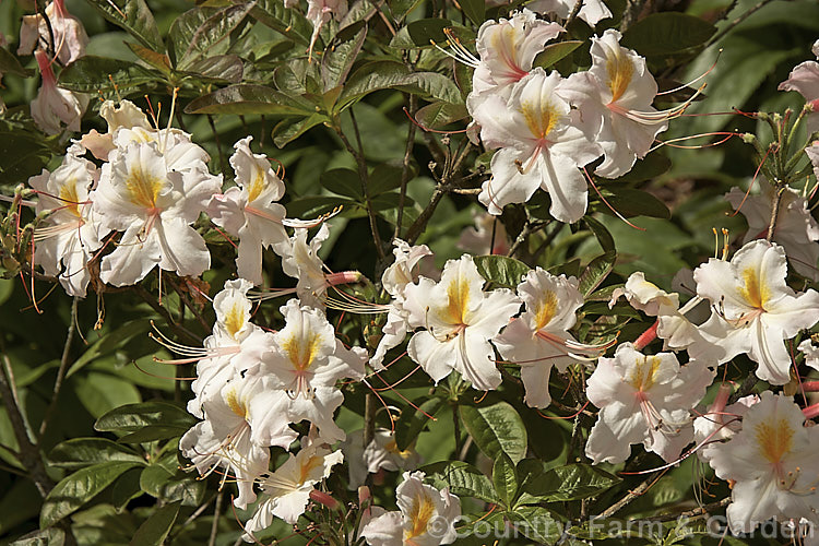 Rhododendron (deciduous azalea</i>) 'Mountain Mist', this New Zealand raised hybrid should not be confused with the American cultivar of the same name. Its white to very pale pink flowers open from deep pink buds and have pink stamens