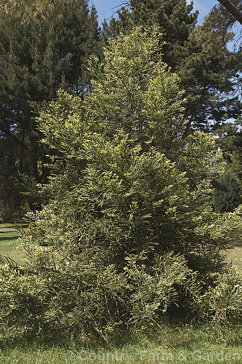 Sequoia sempervirens 'Adpressa', a very slow-growing dwarf cultivar that will eventually reach 25m tall Its lower branches tend to be quite wide-spreading and the new growth is very pale. sequoia-2494htm'>Sequoia. Order: Pinales, Family: Cupressaceae