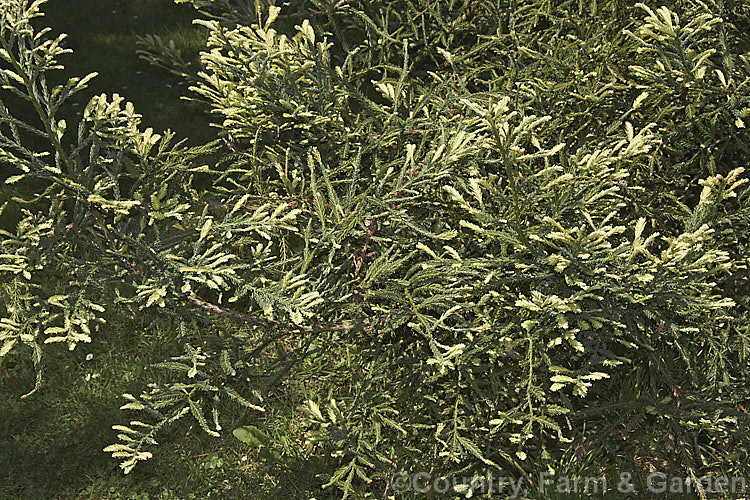 The pale young growth and spreading lower branch structure of Sequoia sempervirens 'Adpressa', a very slow-growing dwarf cultivar that will eventually reach 25m tall sequoia-2494htm'>Sequoia. Order: Pinales, Family: Cupressaceae