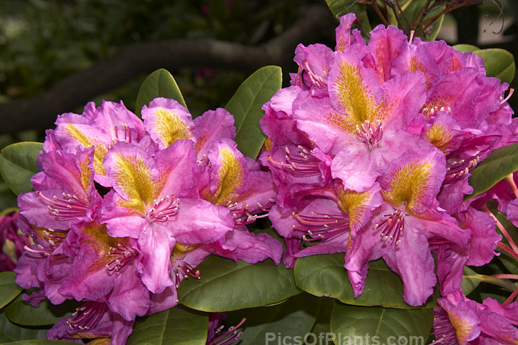 <i>Rhododendron</i> 'Windsor Lad' (<i>Rhododendron ponticum</i> x unknown</i>), a 2m high x 3m wide bush raised by Knap Hill Nurseries of England. The contrasting throat blotch is a striking feature. Order: Ericales, Family: Ericaceae