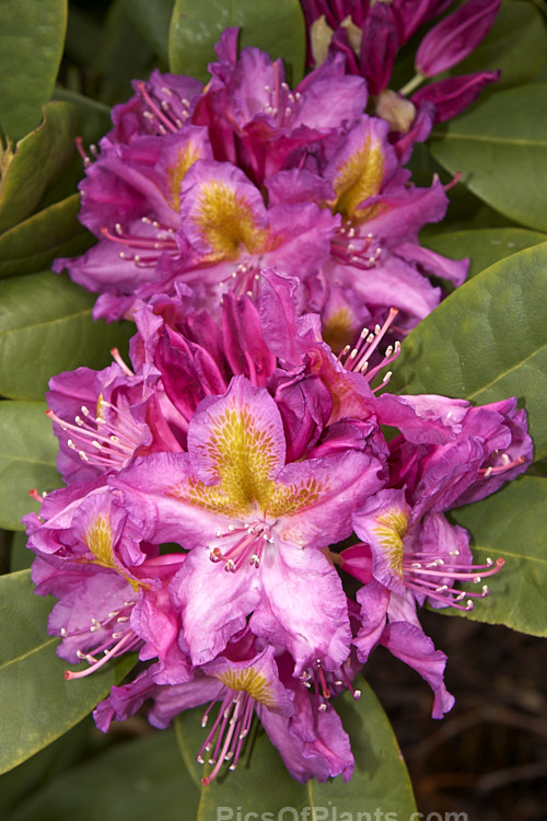 <i>Rhododendron</i> 'Windsor Lad' (<i>Rhododendron ponticum</i> x unknown</i>), a 2m high x 3m wide bush raised by Knap Hill Nurseries of England. The contrasting throat blotch is a striking feature. Order: Ericales, Family: Ericaceae