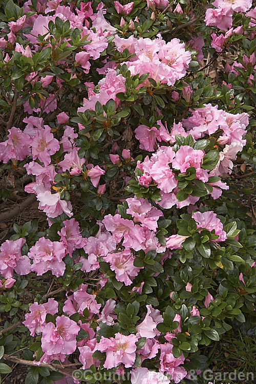 Rhododendron (evergreen azalea</i>) 'Betty. Anne. Voss' ('Lady Louise' x 'Shinnyo. No. Tsuki'), a low to medium height, spreading, Robin. Hill intergroup hybrid with hose-in-hose double flowers than open rather late. The overall effect is like a Satsuki azalea but with double flowers