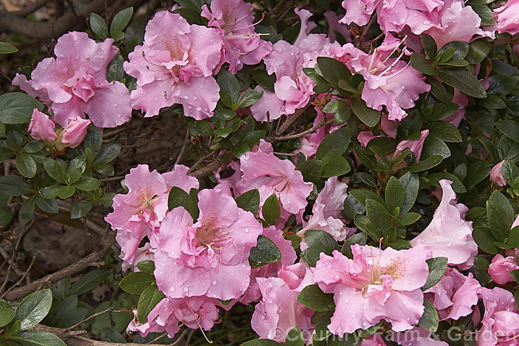 Rhododendron (evergreen azalea</i>) 'Betty. Anne. Voss' ('Lady Louise' x 'Shinnyo. No. Tsuki'), a low to medium height, spreading, Robin. Hill intergroup hybrid with hose-in-hose double flowers than open rather late. The overall effect is like a Satsuki azalea but with double flowers