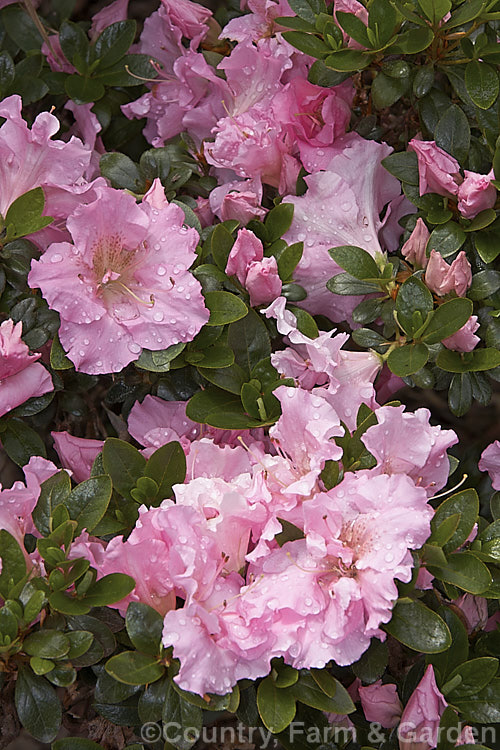 Rhododendron (evergreen azalea</i>) 'Betty. Anne. Voss' ('Lady Louise' x 'Shinnyo. No. Tsuki'), a low to medium height, spreading, Robin. Hill intergroup hybrid with hose-in-hose double flowers than open rather late. The overall effect is like a Satsuki azalea but with double flowers