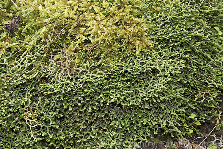 Selaginella sanguinolenta, a small, mounding clubmoss native to northeastern Asia. It is notable for its rather stiff and strongly branching growth habit. selaginella-3301htm'>Selaginella. <a href='selaginellaceae-plant-family-photoshtml'>Selaginellaceae</a>.