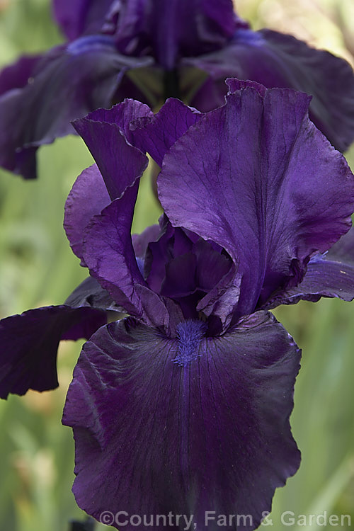 Iris 'Night. Owl', a very dark and distinctively coloured tall bearded iris cultivar raised by Schreiner in 1970. It can grow to over 1m tall