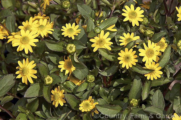 Sanvitalia 'Superbini', a short-lived perennial that flowers for much of the year. Commonly known as Creeping Zinnia, it develops into a small mounding bush about 25cm high x 40cm wide. sanvitalia-3278htm'>Sanvitalia.