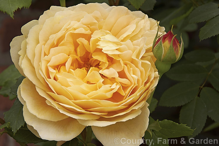 Rosa 'Yellow Charles Austin', (sport of 'Charles Austin'). A strongly scented. English Shrub Rose raised by David Austin of England in 1981. Order: Rosales, Family: Rosaceae