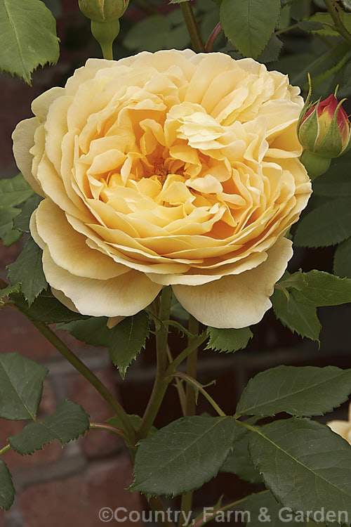 Rosa 'Yellow Charles Austin', (sport of 'Charles Austin'). A strongly scented. English Shrub Rose raised by David Austin of England in 1981. Order: Rosales, Family: Rosaceae