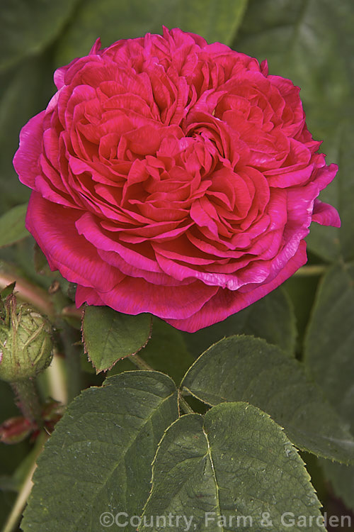 Rosa 'Rose de Resht' (sometimes spelt Rescht</i>), an Autumn Damask hybrid shrub introduced in the 1940s by Nancy. Lindsay, probably from Iran. Order: Rosales, Family: Rosaceae