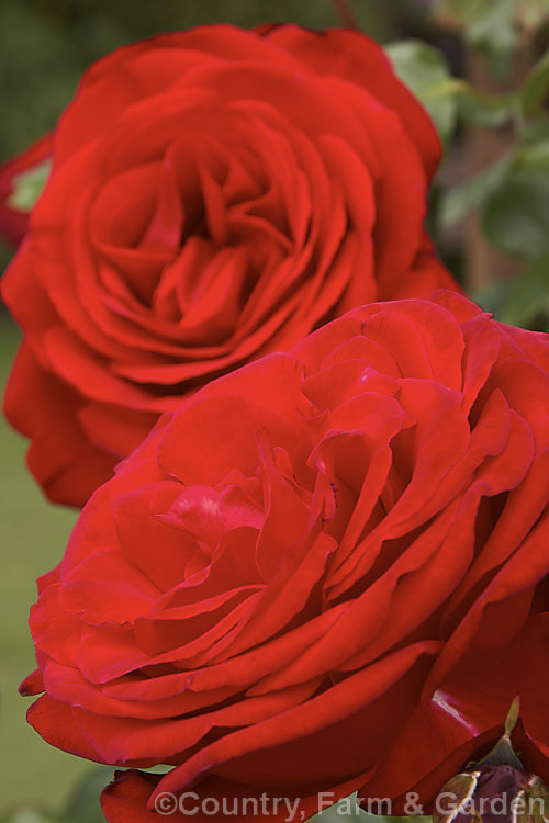 Rosa 'Dublin Bay ('Bantry Bay' x 'Altissimo'), a Cluster-flowered (<i>Floribunda</i>) climbing rose raised by McGredy of New Zealand and introduced in 1975. It may be grown as a shrub. Order: Rosales, Family: Rosaceae