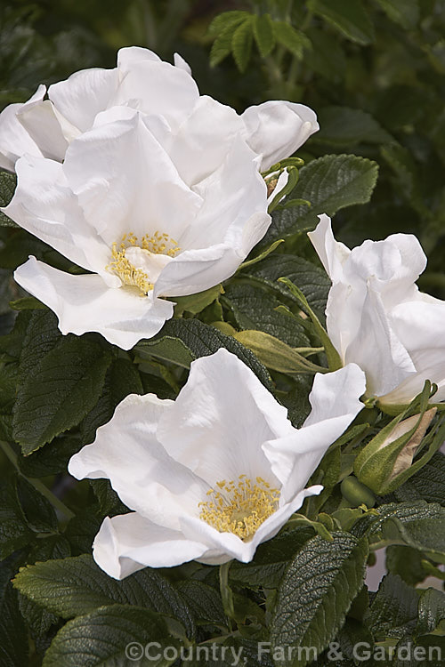 White-flowered Japanese Rose (<i>Rosa rugosa 'Alba'), a cultivar of a pink-flowered species from eastern Russia, Korea, Japan and China. Order: Rosales, Family: Rosaceae