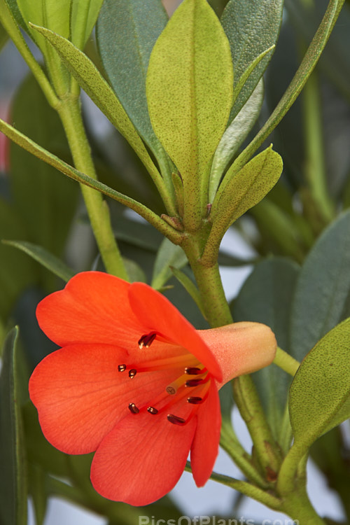 <i>Rhododendron</i> 'Saxon Glow', a Vireya hybrid rhododendron developed from <i>Rhododendron saxifragoides</i>, a highland New Guinea species, by Os Blumhardt of New Zealand. Order: Ericales, Family: Ericaceae