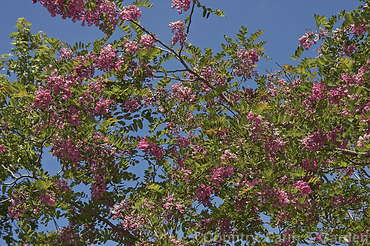Robinia x slavinii 'Casque. Rouge', a deep pink-flowered hybrid between twoAmerican species: the shrubby Robinia kelseyi and the very tall Robinia pseudoacacia, resulting in a tree that is far more compact than R pseudoacacia with the deep pink flowers of R kelseyi. robinia-2218htm'>Robinia.